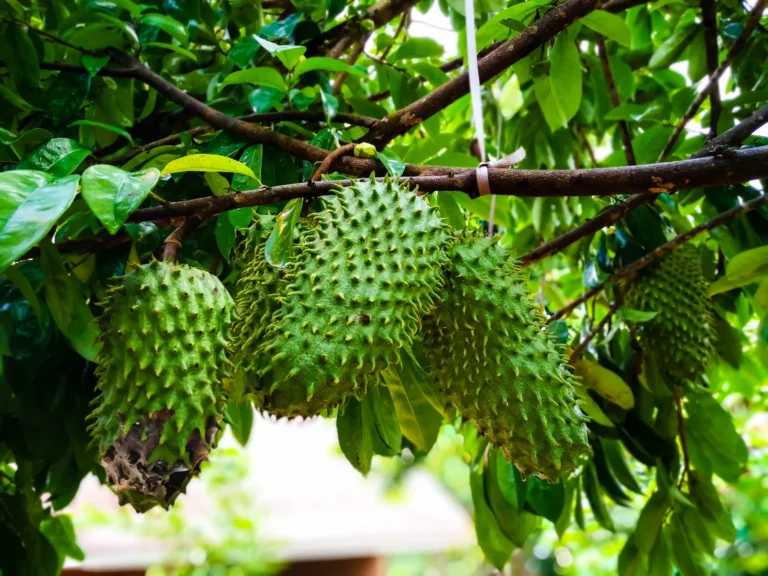 Benefícios da Graviola para a Saúde: Veja Como Consumir e Aproveitar Suas Propriedades 🍃